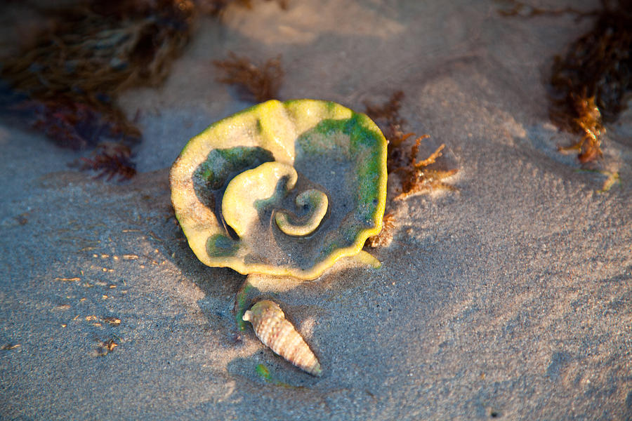 Green coral and shell. Photograph by Carole Hinding
