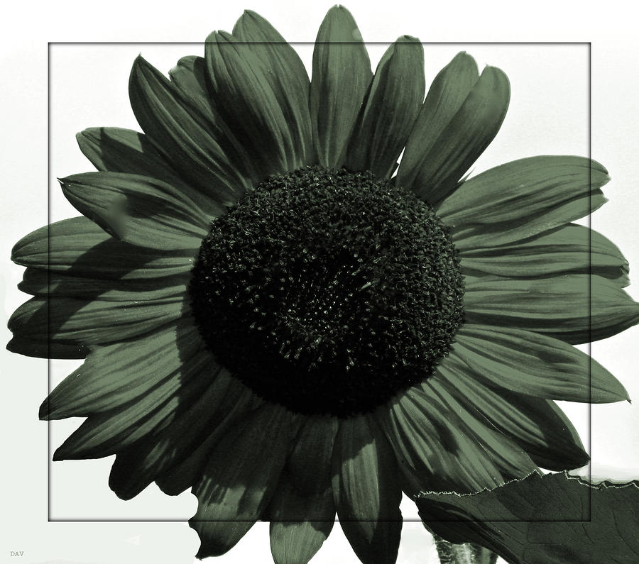 Green Country Style Sunflower Photograph by Debra     Vatalaro