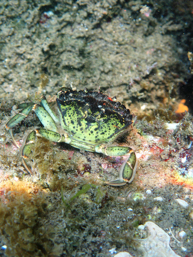 Green Crab Photograph by Ted Kinsman