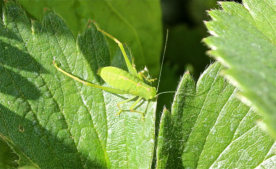 Green Cricket Photograph by Kume Bryant