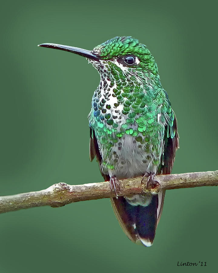 Green-crowned Brilliant Hummingbird Photograph by Larry Linton