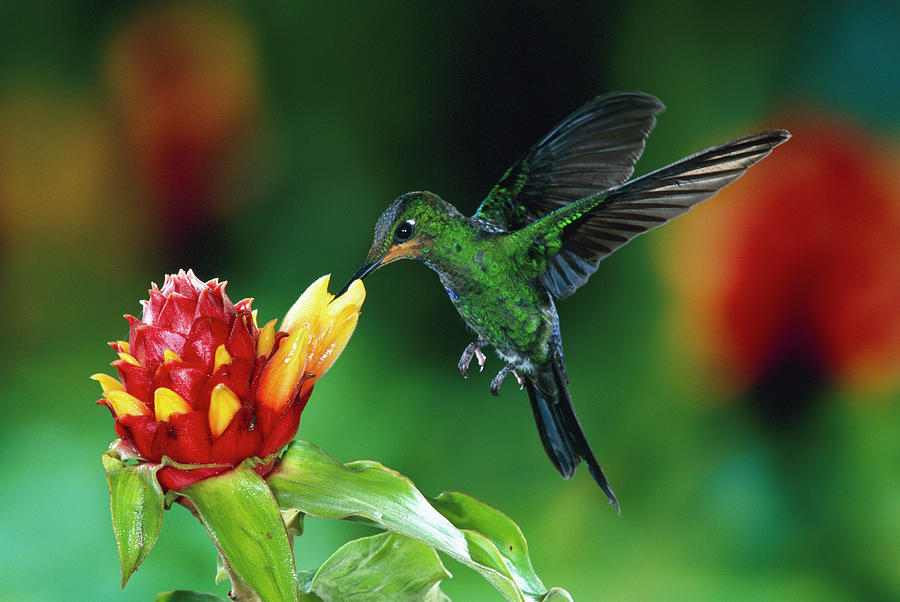 Green Crowned Brilliant Hummingbird Photograph by Michael and Patricia Fogden
