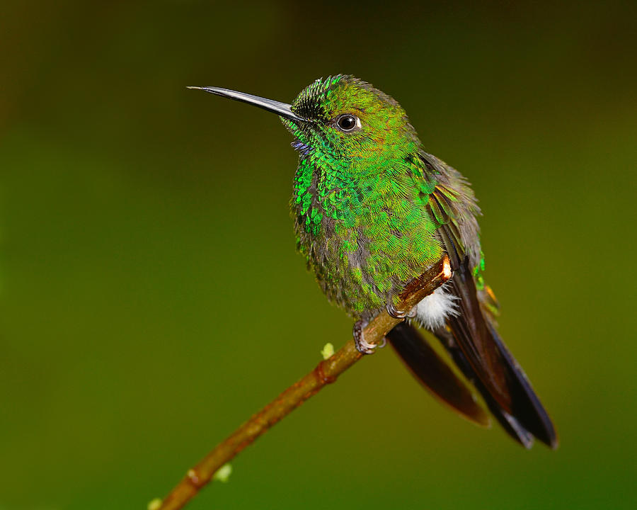 Green-crowned Brilliant Photograph by Tony Beck