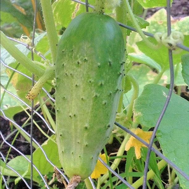 Green Photograph - #green #cucumber In My #garden by Irina Moskalev