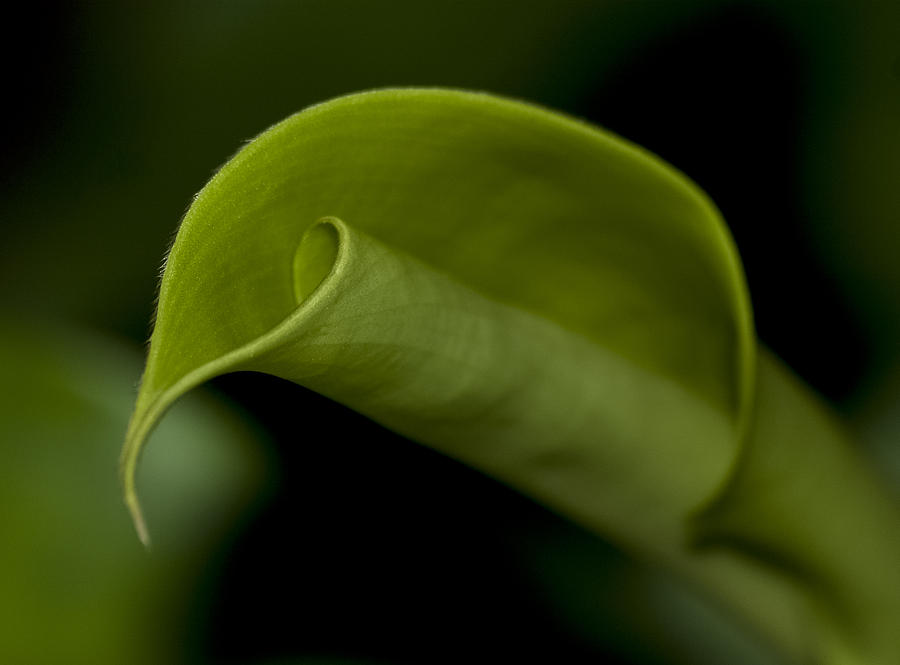 Green Curled Leaf Photograph by Carolyn Marshall