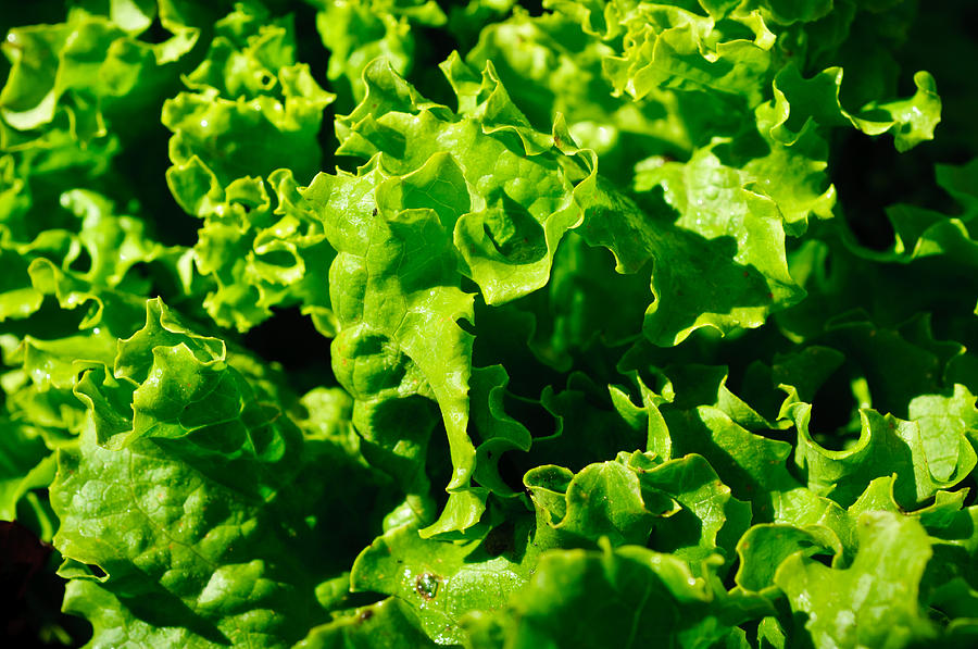 Green Curly Lettuce Photograph by Connie Cooper-Edwards