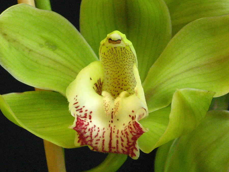 Green Cymbidium Orchid Photograph by Alfred Ng