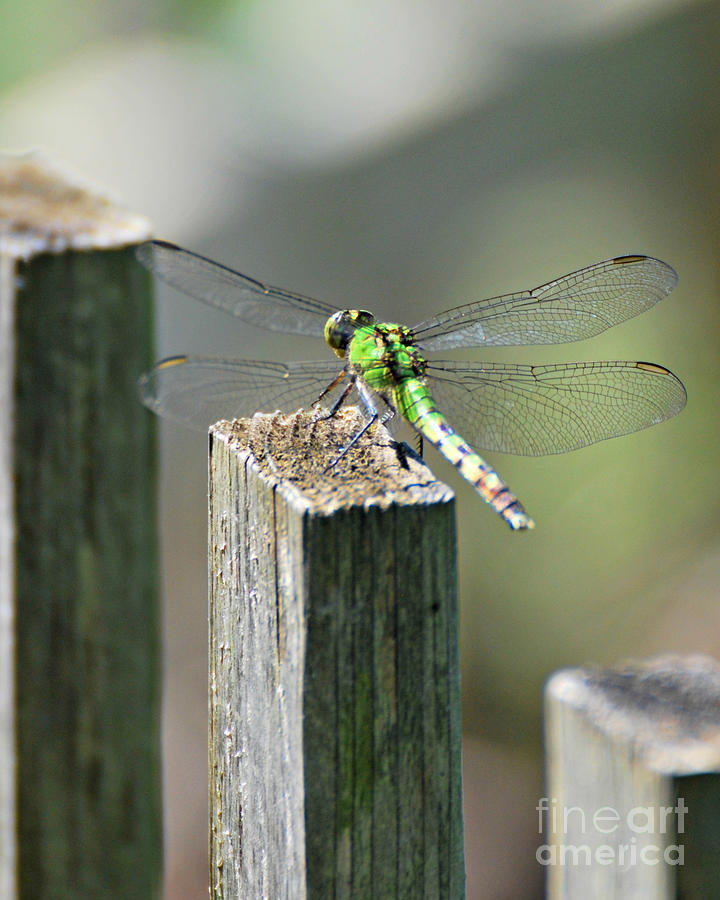 Green Darner Dragonfly Photograph by Lila Fisher-Wenzel