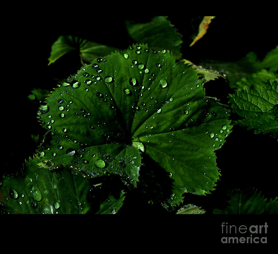 Green Rain Drops on Leaves Photograph by Elaine Manley
