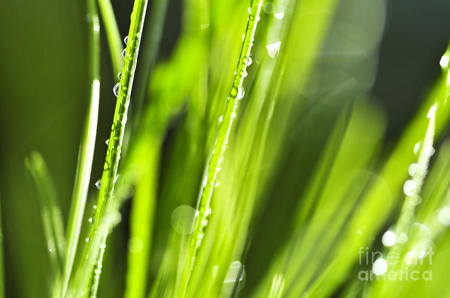 Nature Photograph - Green dewy grass  by Elena Elisseeva