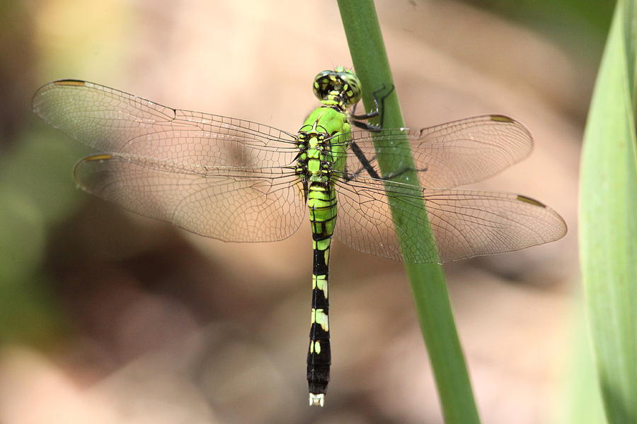 Green Dragonfly - In Hiding Photograph by Travis Truelove