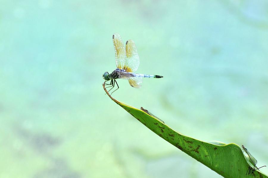 Green Dragonfly Waiting Photograph by Mark Valentine