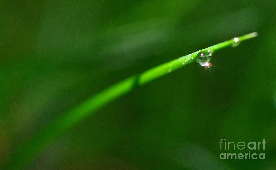 Green Drops Photograph by Sylvie Leandre