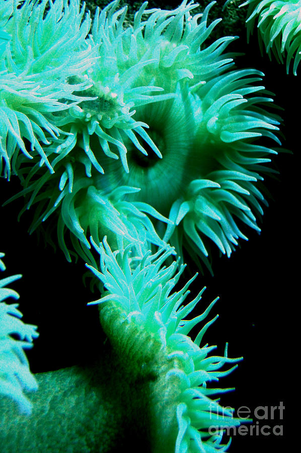 Sea Anemone Photograph - Green Eye by Anjanette Douglas