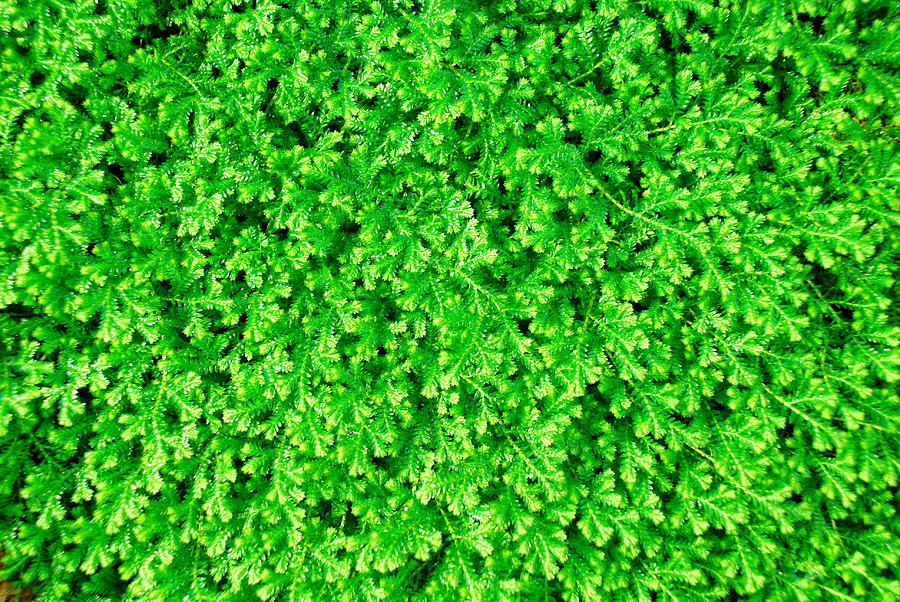 Green Fern As A Background Photograph by Wanlop Sonngam