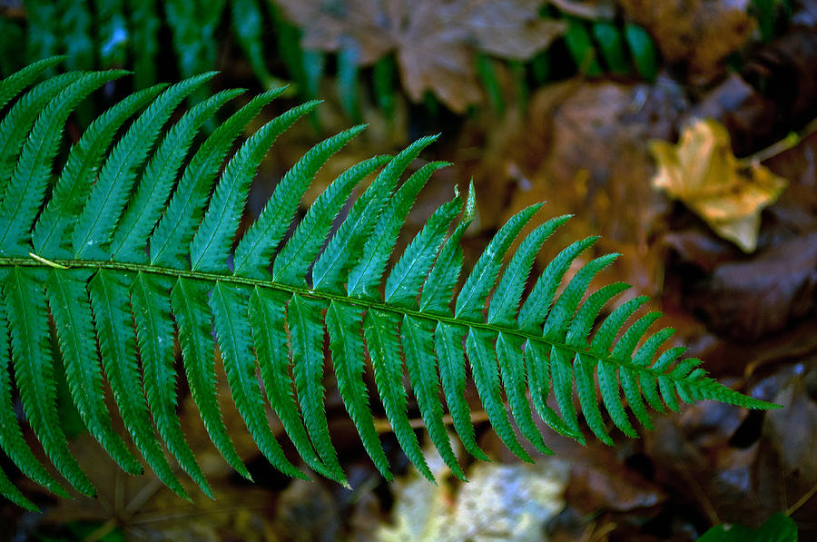 Green Fern Photograph by Tikvahs Hope