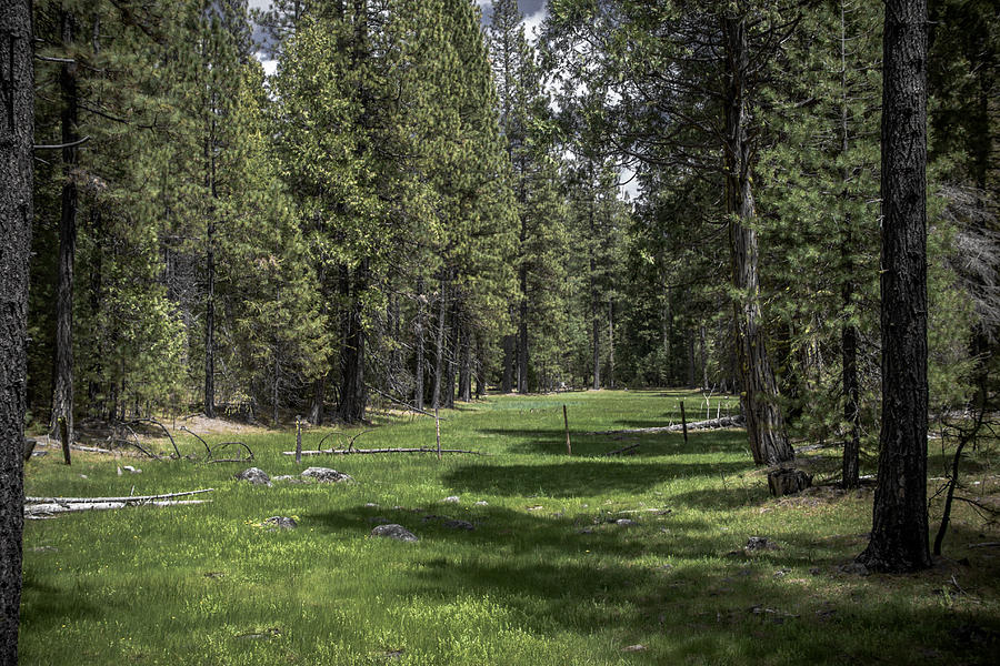 Yosemite National Park Photograph - Green Field Near Yosemite by W B Black