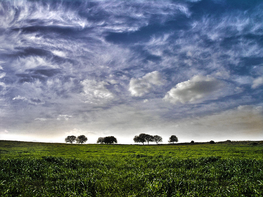 Tree Photograph - Green Fields And Blue Sky by Meir Ezrachi