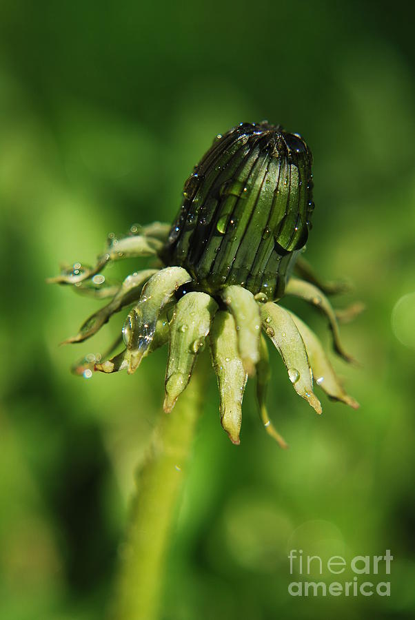 Nature Photograph - Green Flower Dew Drops by Yhun Suarez