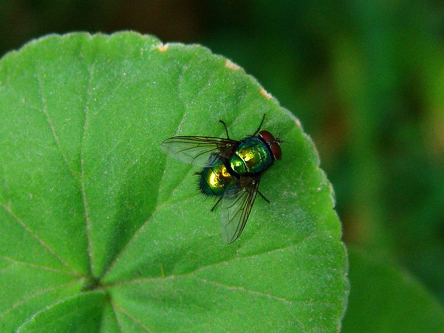 Nature Photograph - Green fly by Alessandro Della Pietra