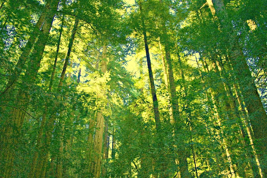 Green Forest Photograph by Alma Yamazaki
