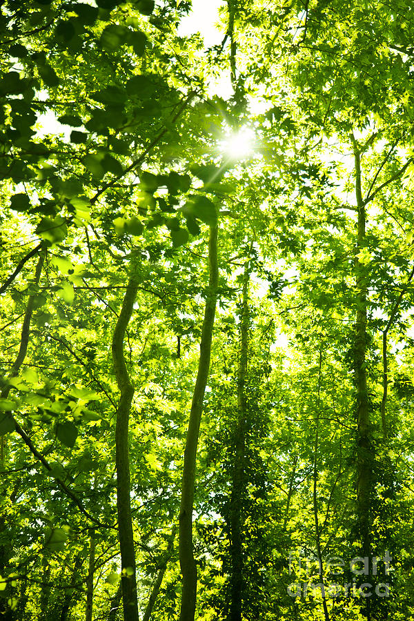 Green forest trees background Photograph by Anna Om
