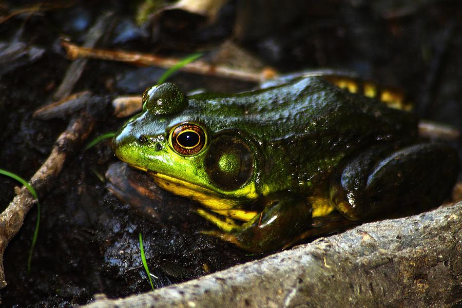 Nature Photograph - Green Frog - Rana clamitans by Scott Hovind
