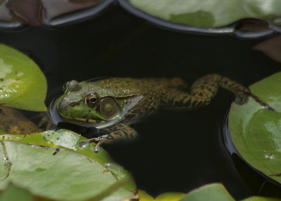 Green Frog and Lily Pads 9613 Photograph by Michael Peychich