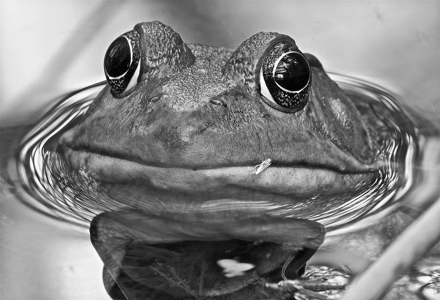 Black And White Photograph - Green Frog BW by Michael Peychich