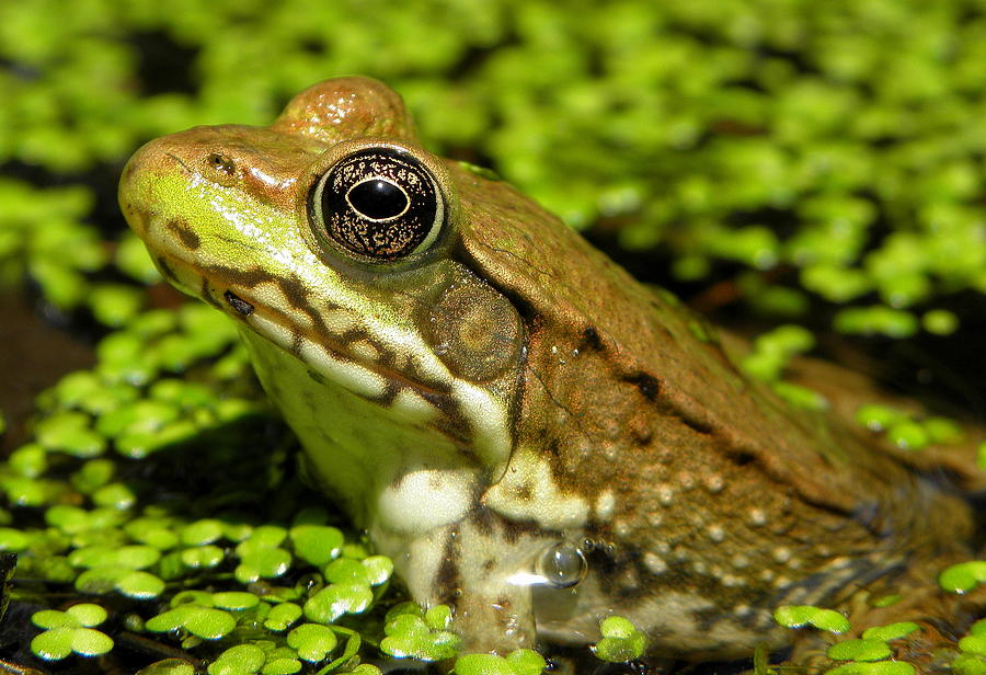 Wildlife Photograph - Green Frog in Pond by Griffin Harris