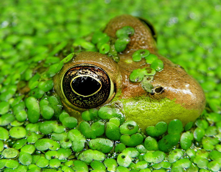 Frog Photograph - Green Frog in Pond II by Griffin Harris