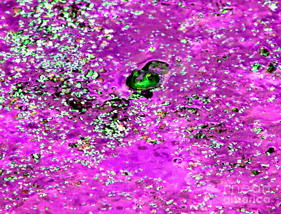 Green Frog in Purple Water Photograph by Nick Gustafson
