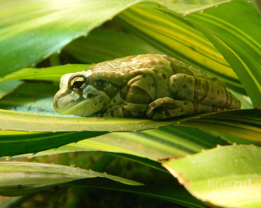Nature Photograph - Green Frog on Leaf by Cat Rondeau