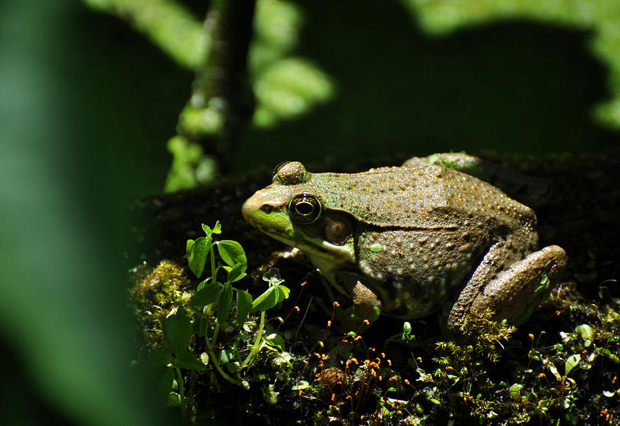 Green Frog Rana Clamitans Photograph by Rebecca Sherman