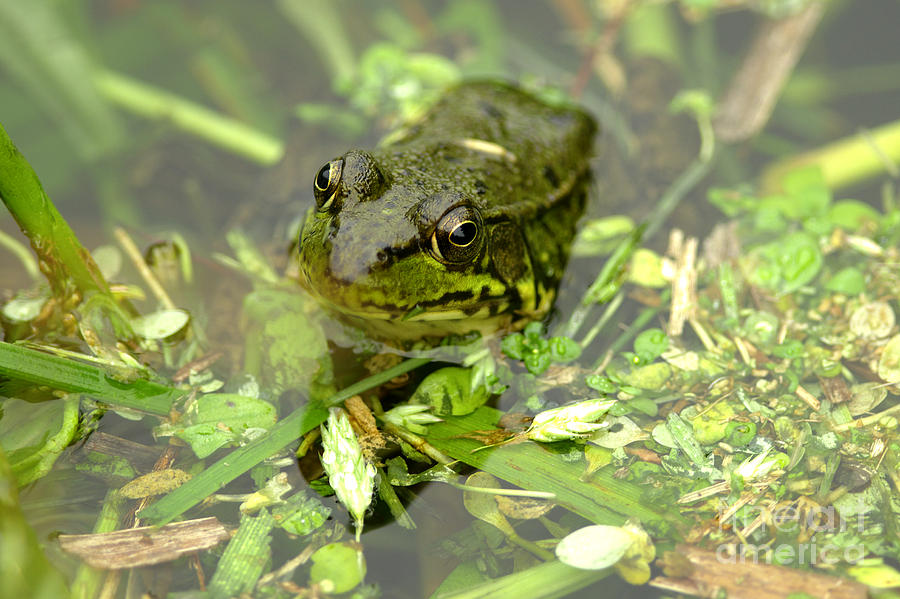 Green Frog Photograph by Sharon Talson