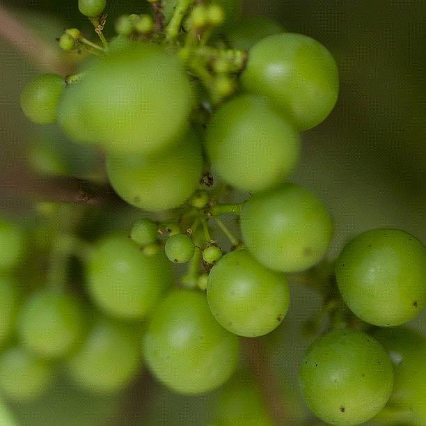 Makro Photograph - Green Garden Grape)s( by Andy Kleinmoedig