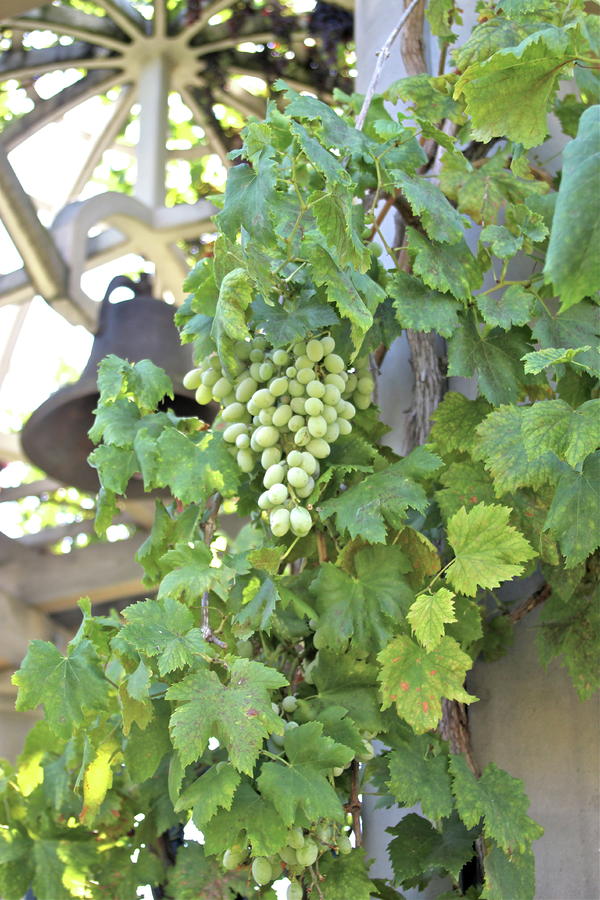 Green Grape Vines Photograph by Lauren Serene