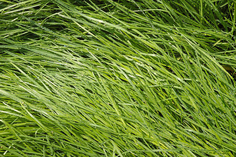 Green Grass Photograph by Matthias Hauser