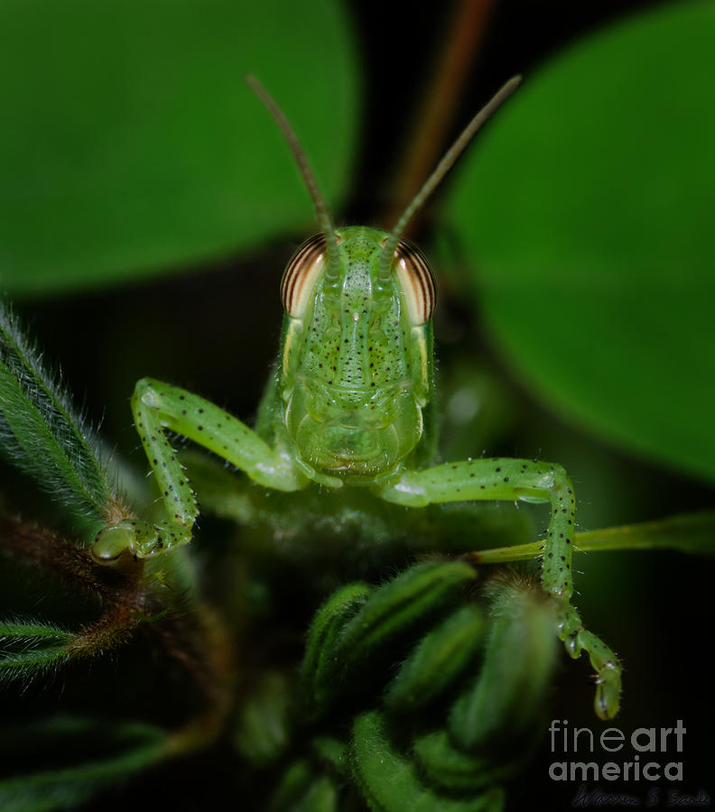 Grasshopper Photograph - Green Grasshopper 1 by Warren Sarle