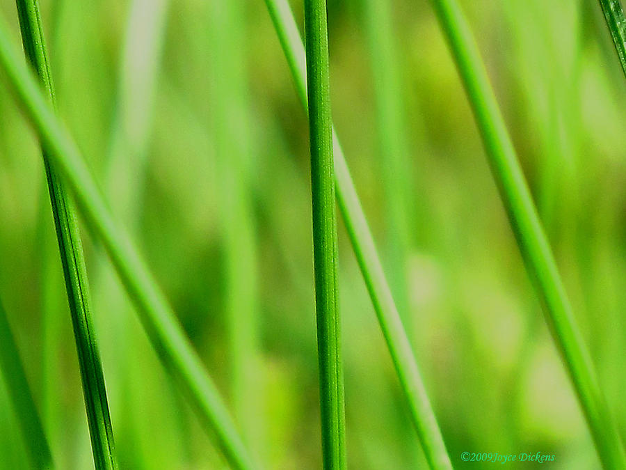 Nature Photograph - Green Green Grass Of Home by Joyce Dickens
