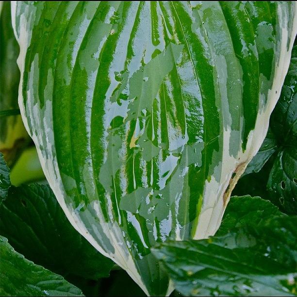 Nature Photograph - Wet Green Hosta Leaf by Justin Connor