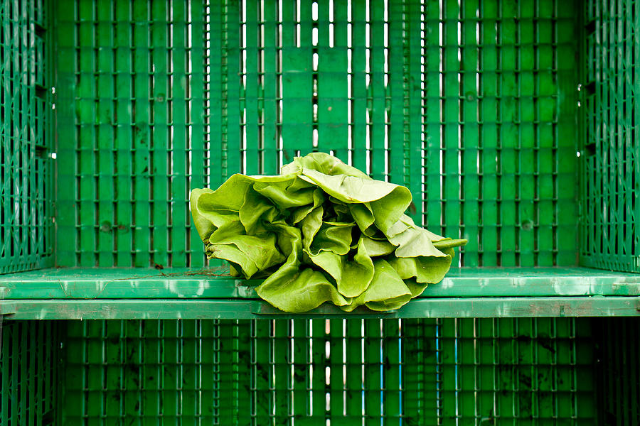 Green Greens Photograph by Lauri Novak