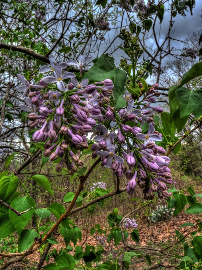 Green Grow the Lilacs Photograph by William Fields