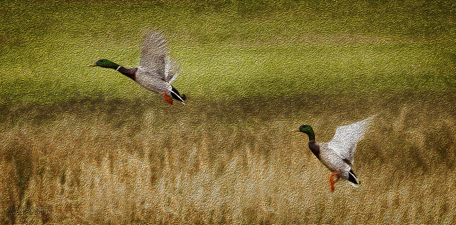 Duck Photograph - Green Heads by Patrick Ziegler Duck Photograph - Green Heads by Patrick Ziegler