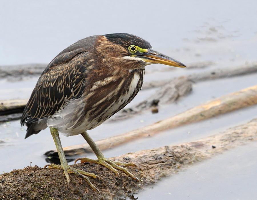 Green Heron Photograph by Angie Vogel