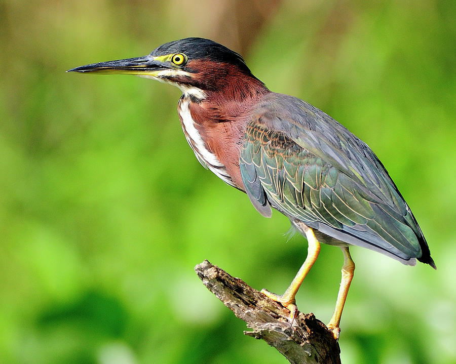 Green Heron Photograph by Bill Dodsworth - Fine Art America