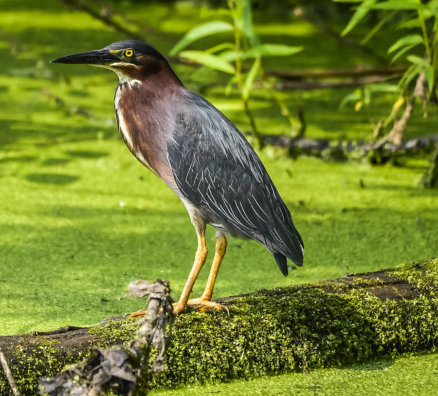 Green Heron Photograph by Brian Stevens - Fine Art America