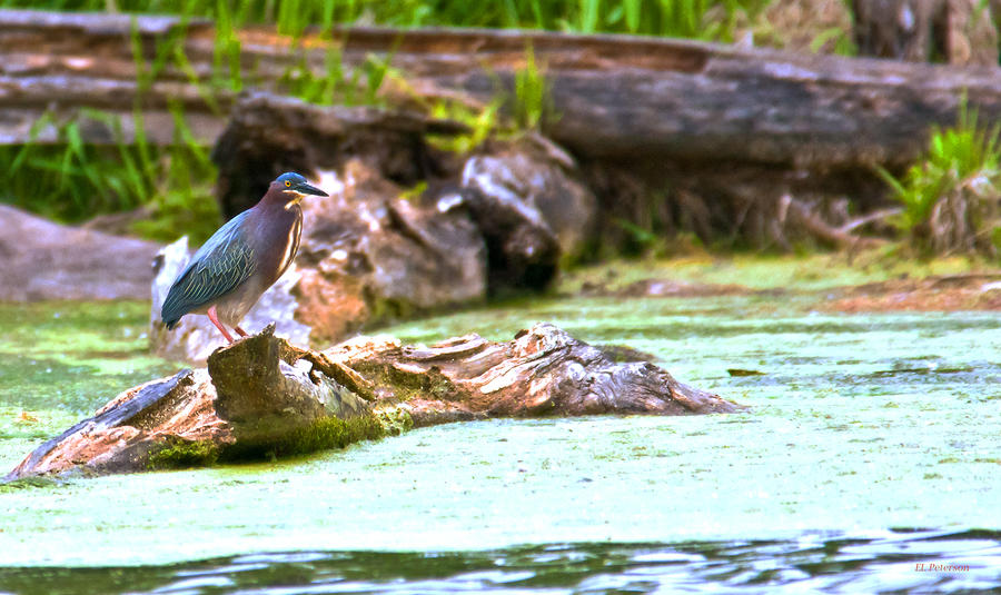 Green Heron Fishing Photograph by Ed Peterson