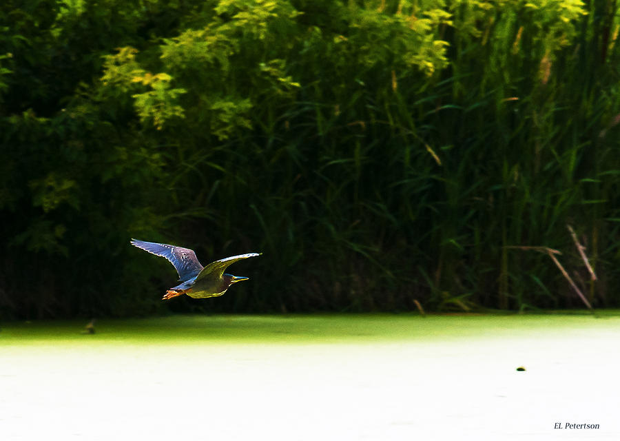 Green Heron in Flight Photograph by Ed Peterson