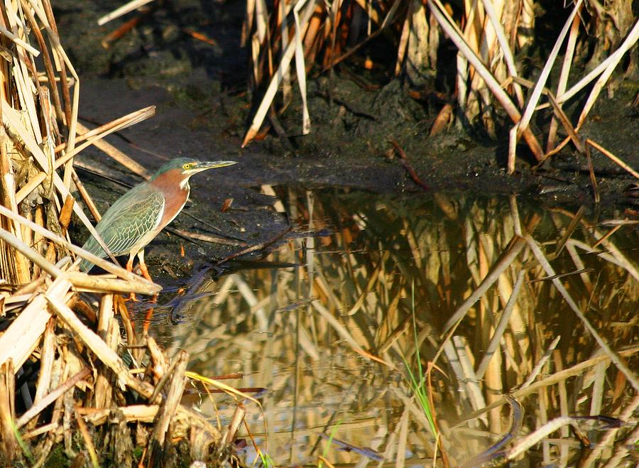 Green Heron Photograph by Jeanne Andrews